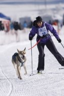 Lenk 2013